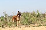 MALINOIS 249